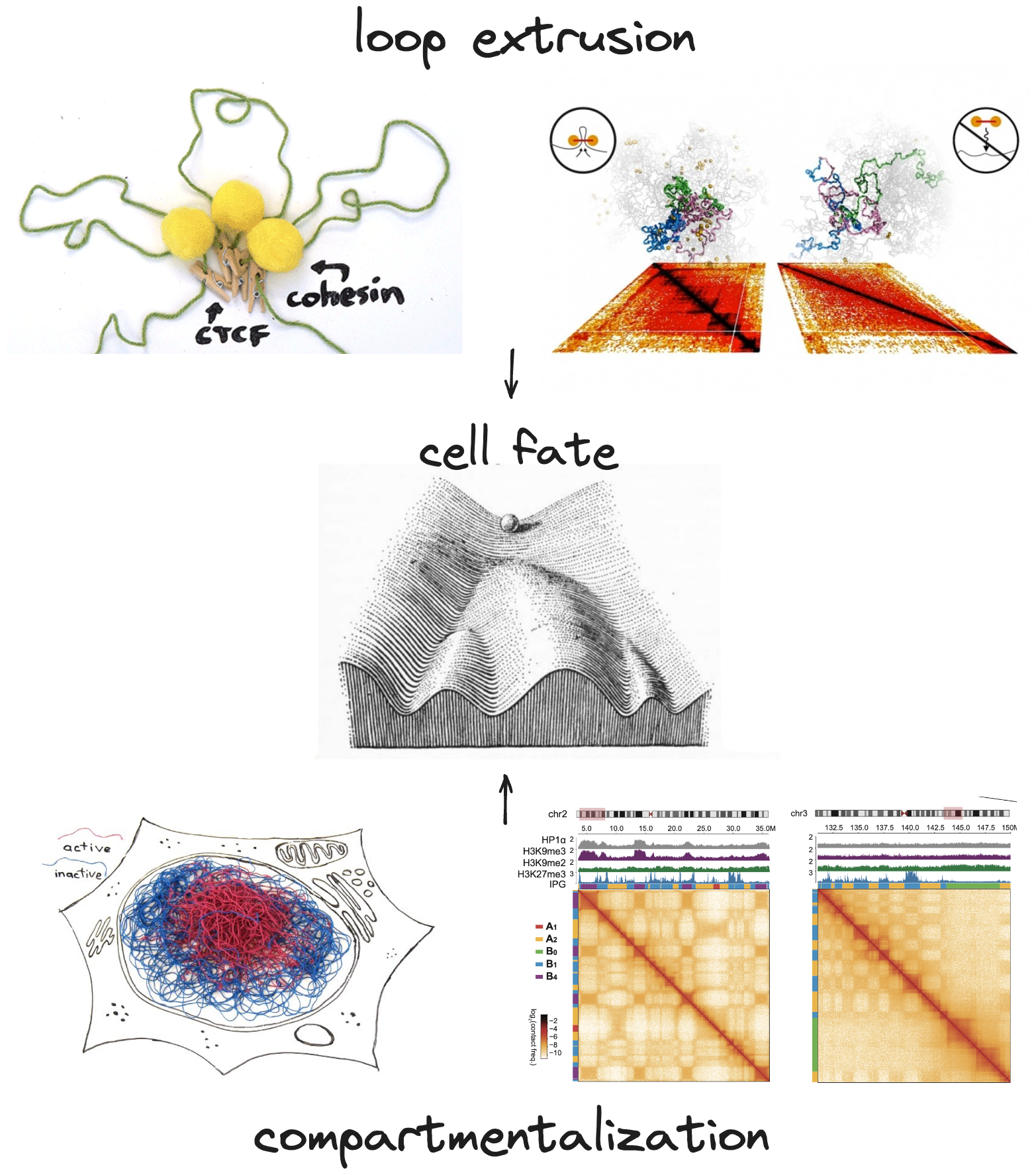 Genome-organizing processes and cell fate